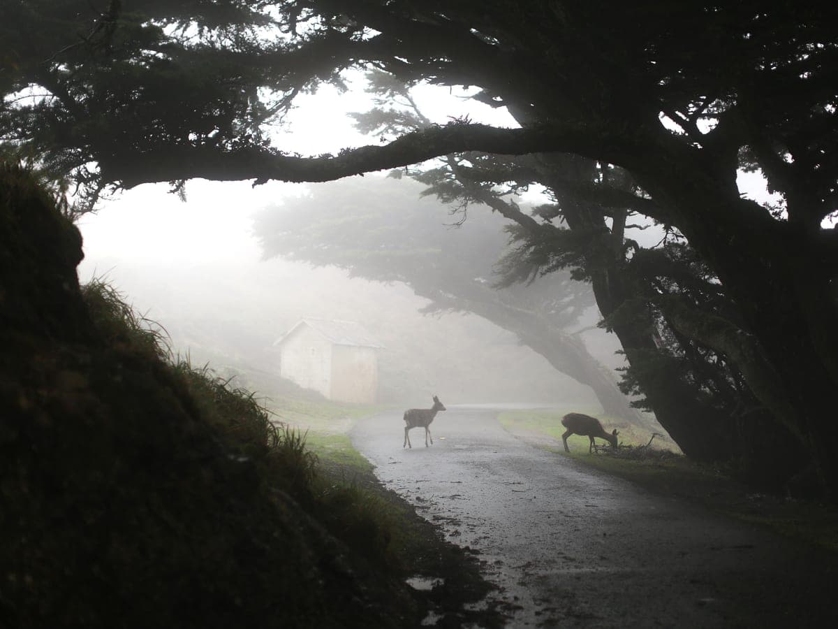 Two deer crossing a misty forest road at dawn — Cam & Canopy, trail cameras & cellular cams