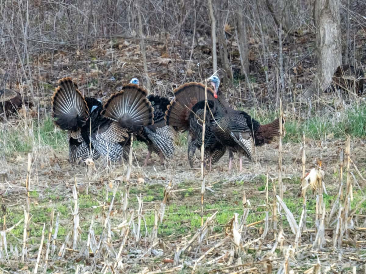 Three wild turkeys strutting in a harvested field — Strut & Slate, turkey hunting gear