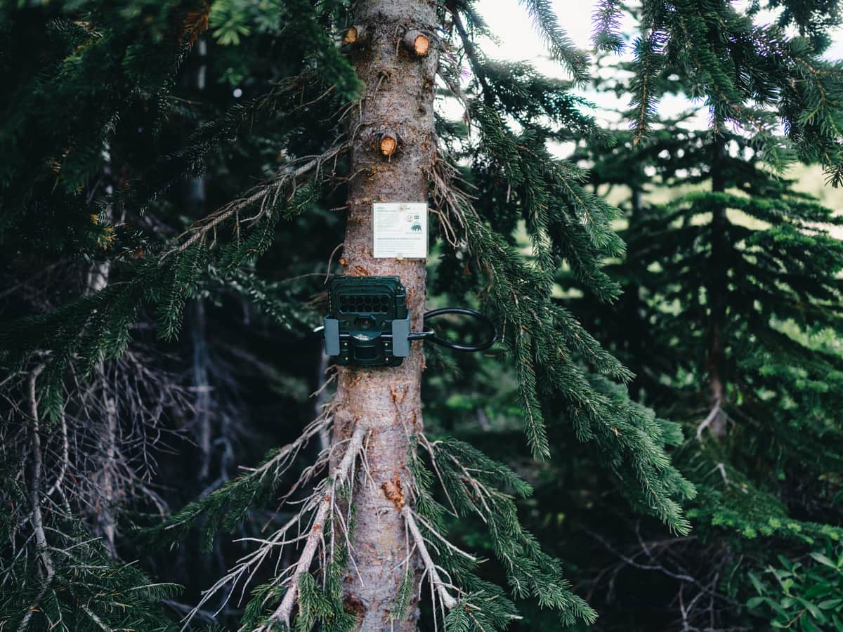 A trail camera strapped to a tree at the edge of a wood